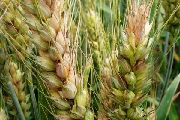 best mesotrione technical msds