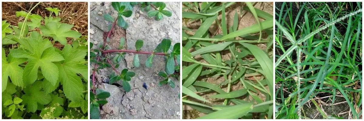 atrazine 4l for sale