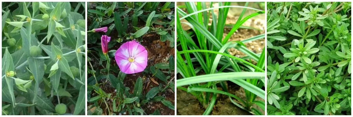 types of insecticide