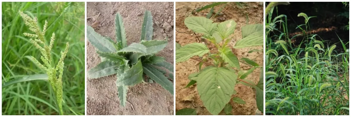 chlorpyrifos and cypermethrin