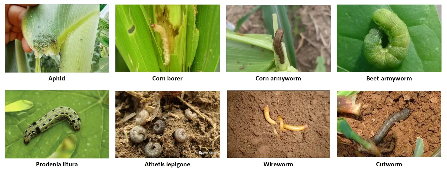 Wholesale Carbendazim for Effective Mildew Control in Agriculture and Crop Protection Solutions