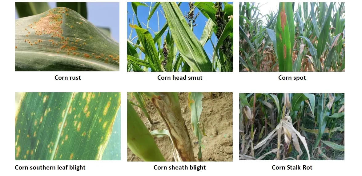 quali pro imidacloprid 0.5 g quotes