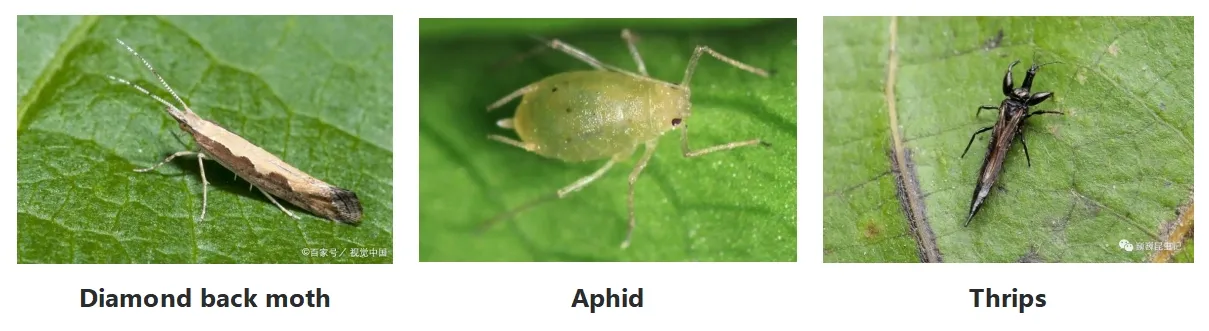 Effective Control of Fungal Diseases Using Mirador Fungicide Solutions for Better Crop Health