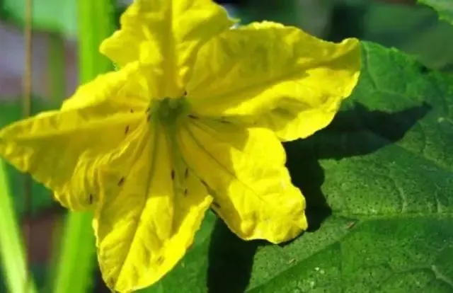 best mesotrione technical msds