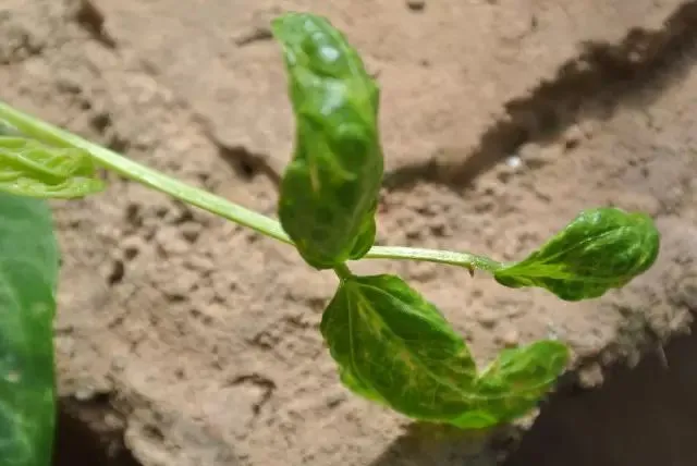 famous azoxystrobin 18.2 difenoconazole 11.4