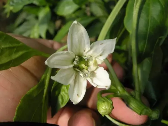 high quality difenoconazole azoxystrobin