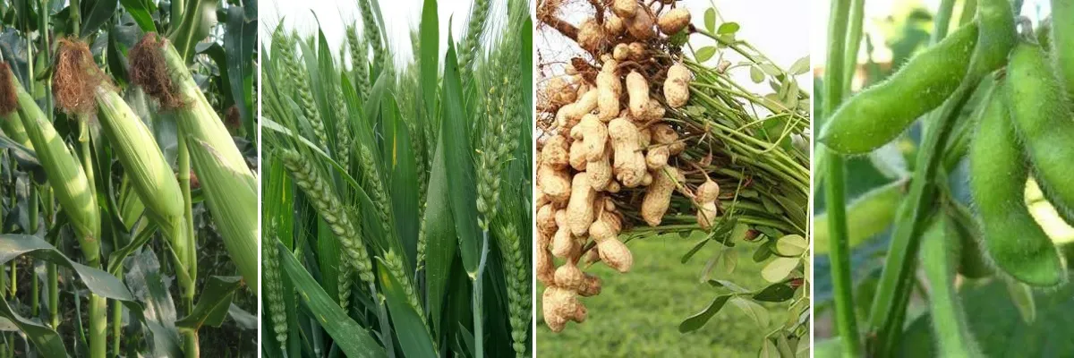 pyridine carboxamide boscalid product