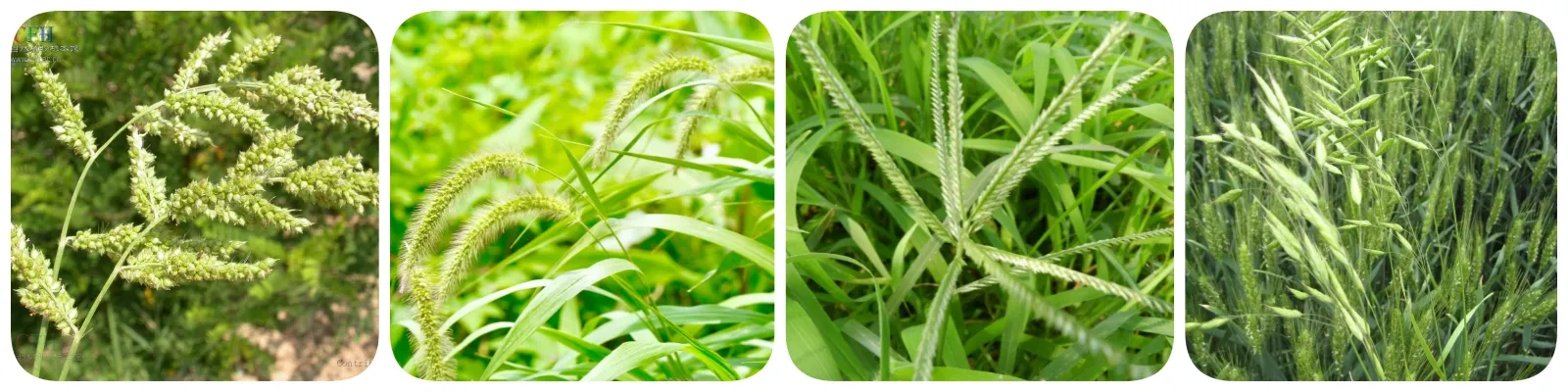 boscalid fungicide distributor supplier