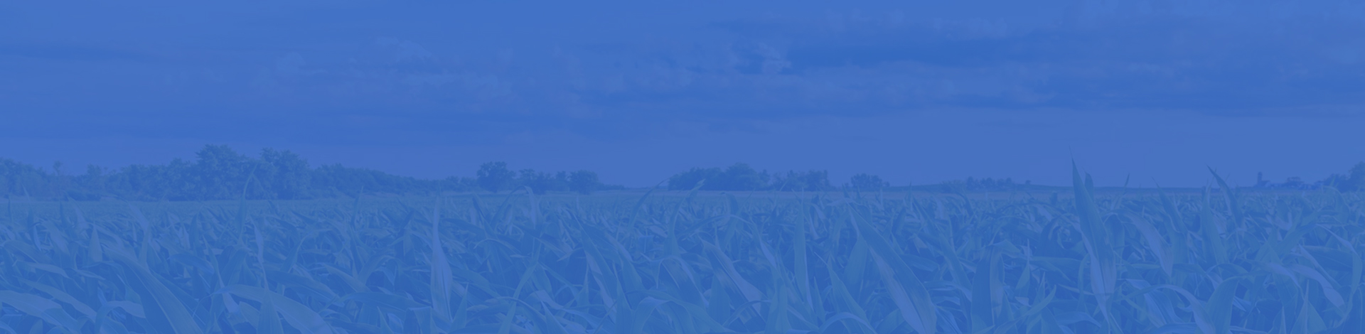 Price comparison of ammonium phosphate sulfate fertilizer in the market currently.