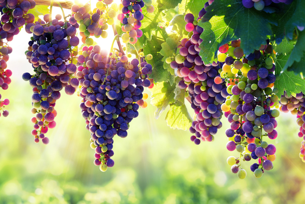 organic berry fertilizer organic berry fertilizer