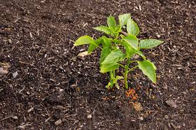 How organic fertilizers improve soil health
