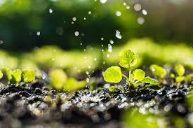 Exploring Top 15-15-15 Fertilizer Brands for 50-Pound Bags to Enhance Your Garden's Growth