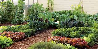 Organic Fertilizer Production Facility for Sustainable Vegetable Growth and Enhanced Soil Health