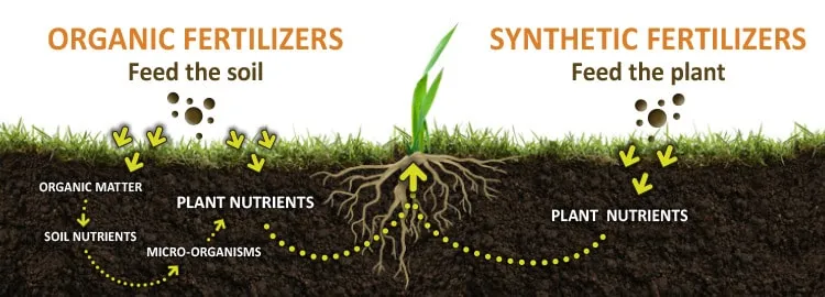 Organic Fertilizer: Benefits and Applications