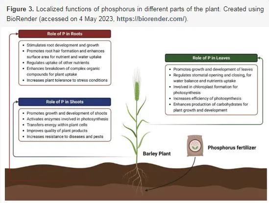 The Role of Phosphate Fertilizer in Boosting Crop Productivity