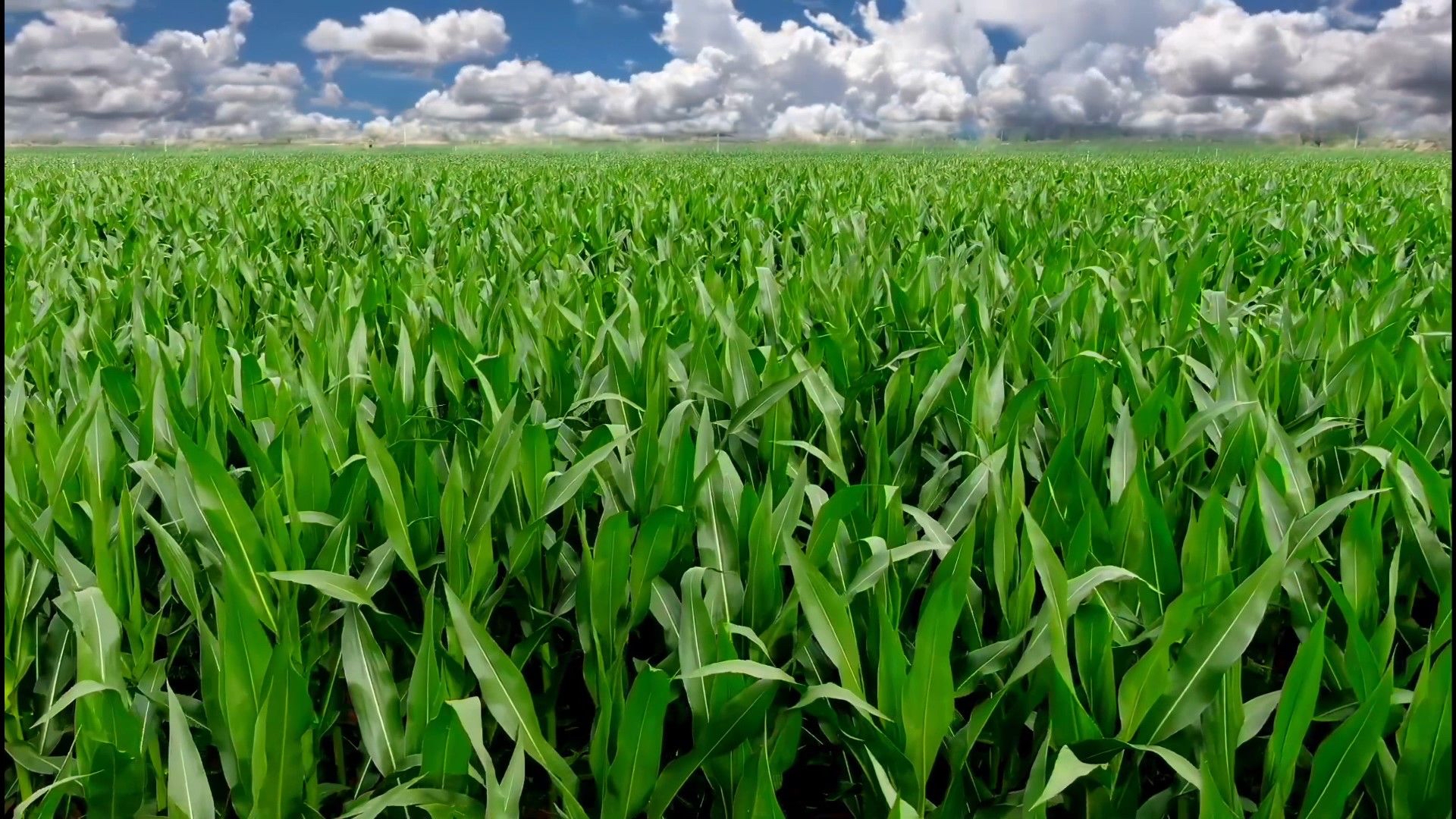 Завод по производству удобрений 9 - 9 - 9