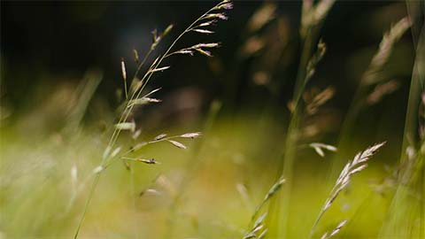 organic fertilizer 5 10 10 suppliers