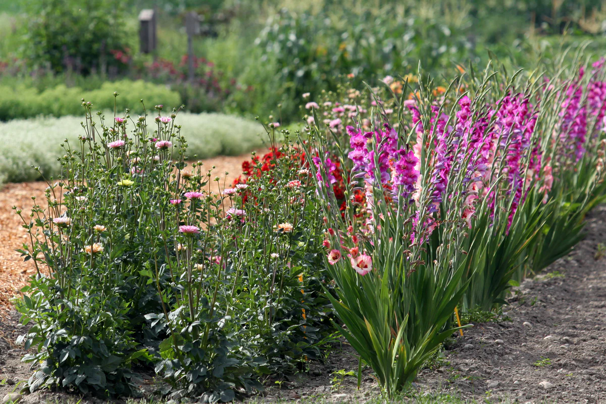 Consider Organic Fertilizers for Healthy Palm Trees and Sustainable Growth Solutions