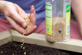 Top-rated commercial organic fertilizer for the best-looking lawn on the block