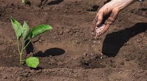 Top Manufacturers of Organic Fertilizers for Vegetable Gardening and Sustainable Agriculture Top Manufacturers of Organic Fertilizers for Vegetable Gardening and Sustainable Agriculture