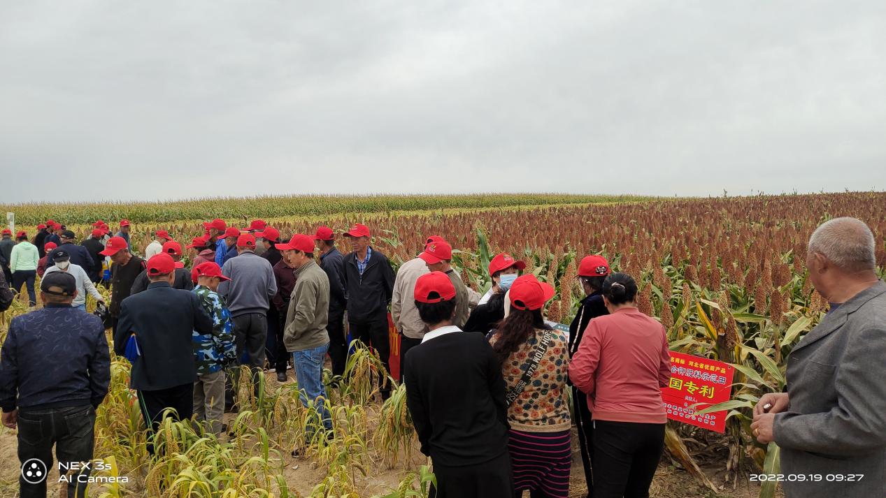 buy ammonium sulfate fertilizer 29455 manufacturers