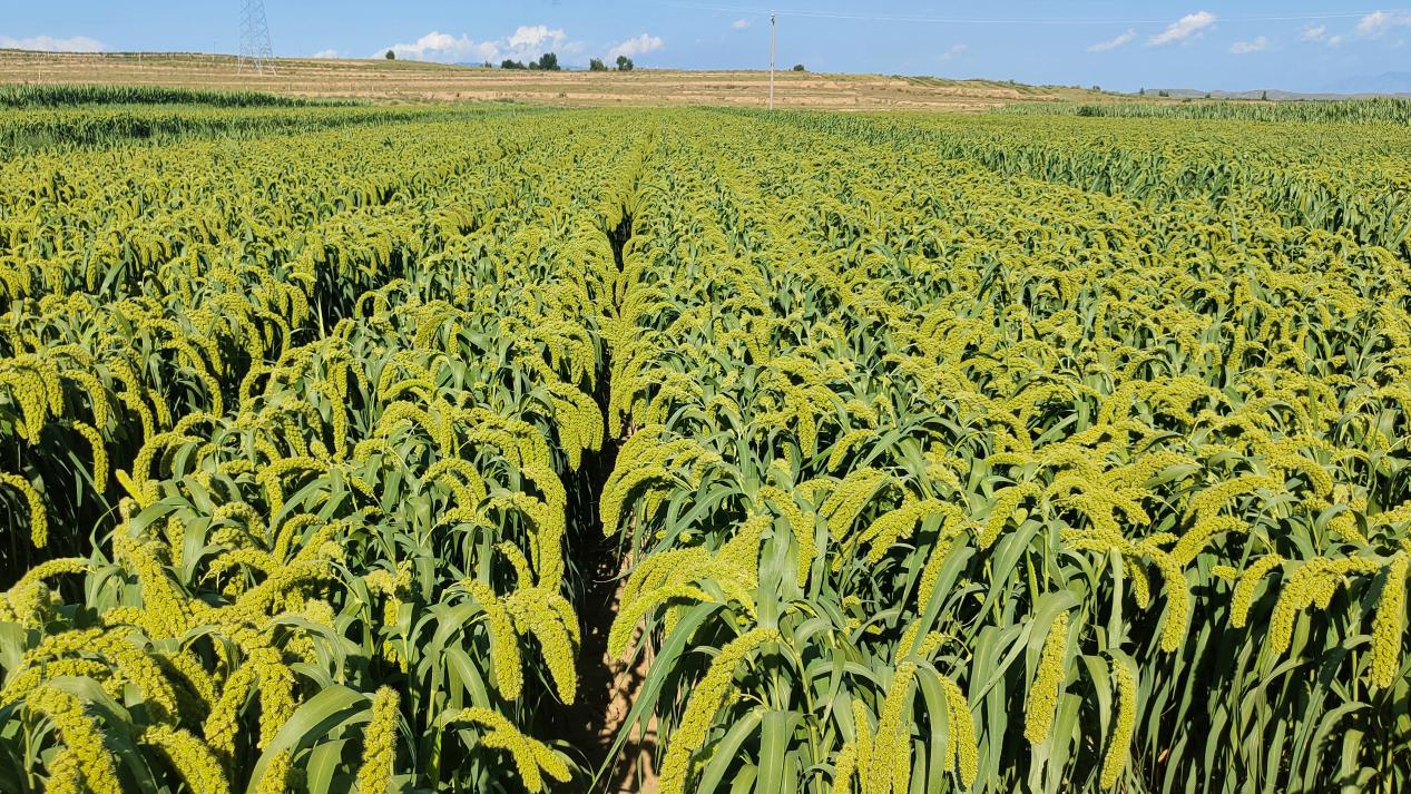 High-Quality Water Soluble NPK Fertilizer 21-21-21 Manufacturer for Optimal Plant Growth