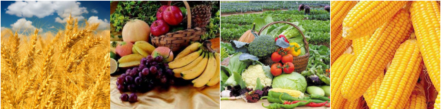 Water Soluble Fertilizer Urea Phosphate 17-44-0 for Enhanced Plant Growth and Nutrition