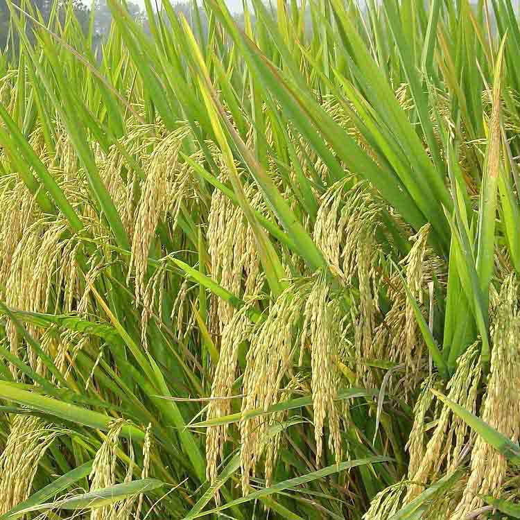 19-19-19 fertilizer 50 lbs supplier