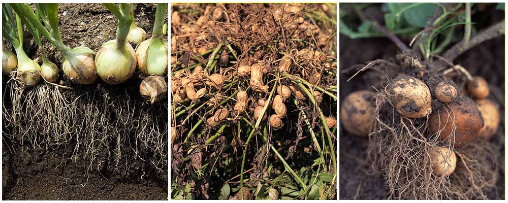 Купить удобрение карбамид 46-0-0 для повышения содержания азота в почве