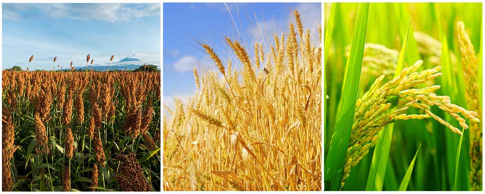 30 0 30 fertilizer factories