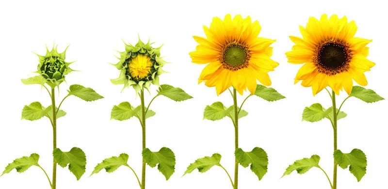 Purchase Organic Fertilizer Enriched with Calcium for Healthy Plant Growth