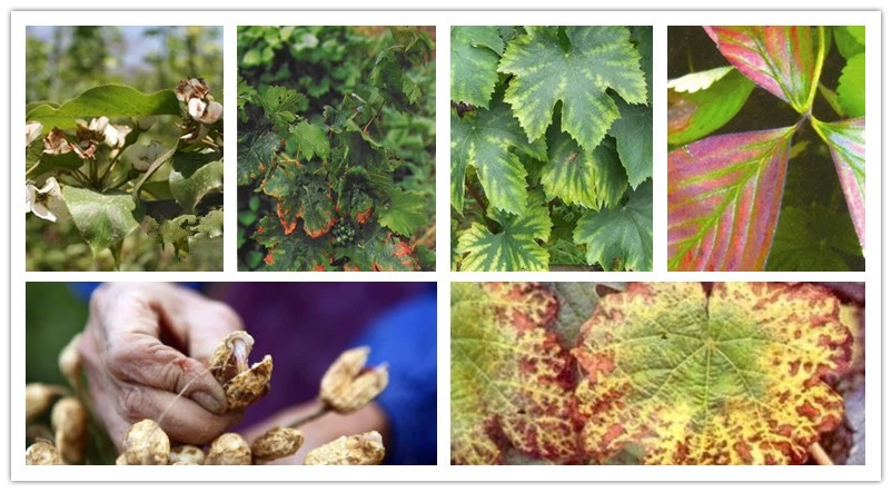 best organic fertilizer watermelons