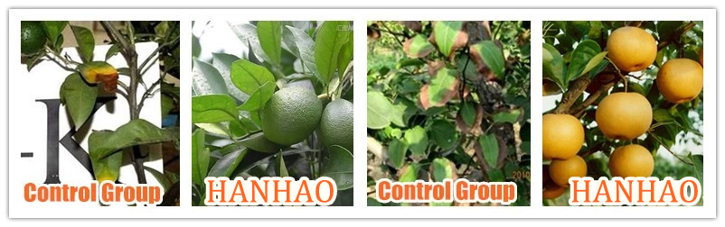 Choosing the Most Effective Fertilizer for Optimal Plant Growth and Health in Your Garden