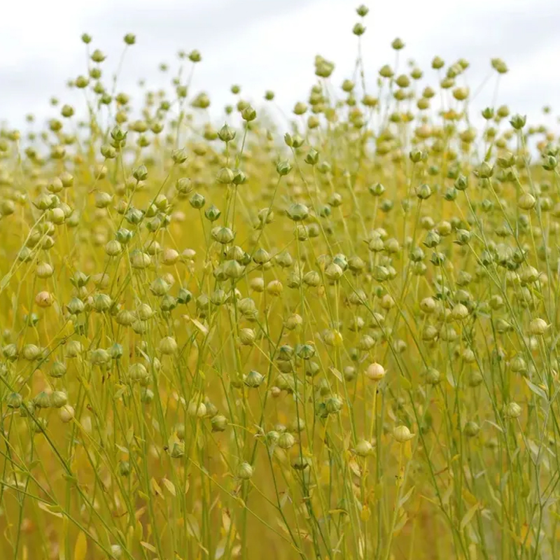 Flax history and cultivation
