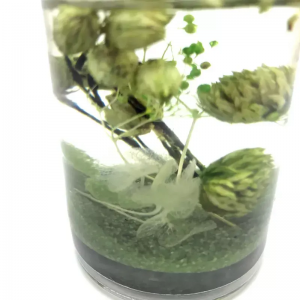 High Quality Fragrance Reed Diffuser With Glass Bo