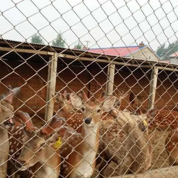 أفضل 1.5mm المجلفن ملحومة شبكة أسلاك الفولاذ