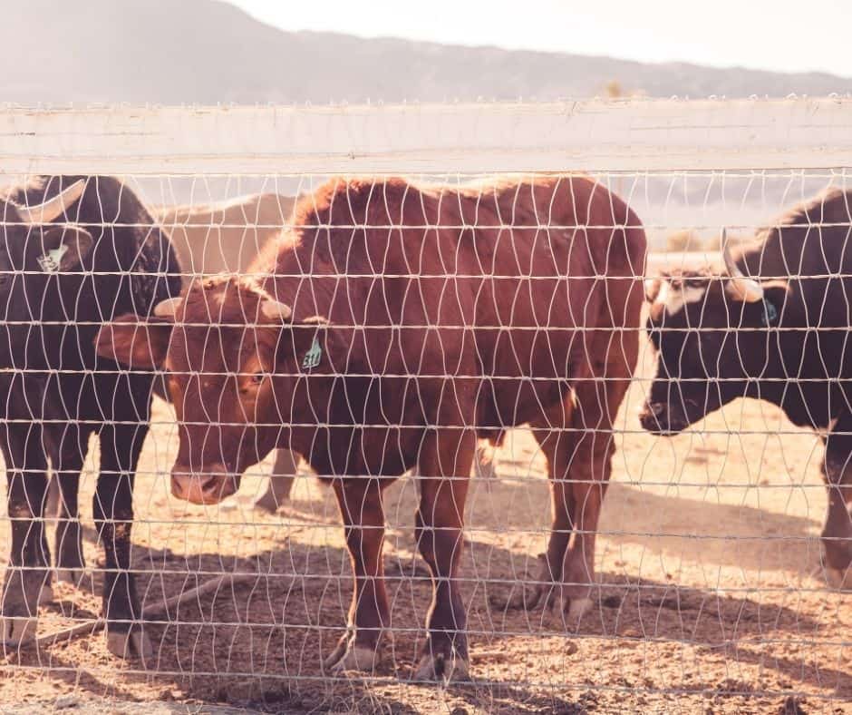 Wholesale Supplier of Various Types of Razor Barbed Wire