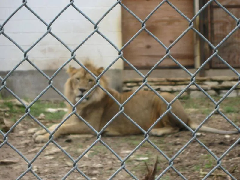 Introducing the Versatile and Durable Chain Link Wire Mesh Fence