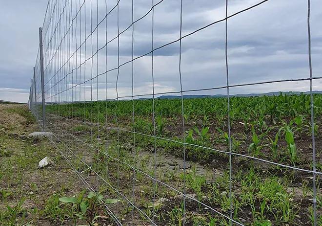 чархи рекори чархии сийна