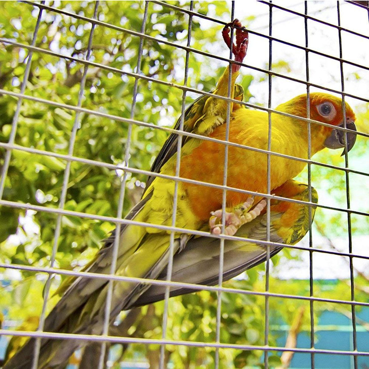 buy hexagonal wire netting