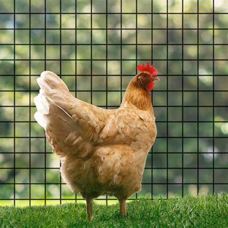 Affordable Quotes for 9 Gauge Chain Link Wire Mesh Fencing Solutions Affordable Quotes for 9 Gauge Chain Link Wire Mesh Fencing Solutions